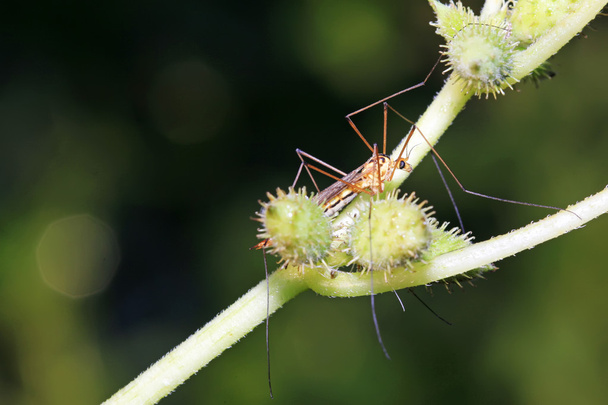 mosquitos insectos en hoja verde
 - Foto, imagen