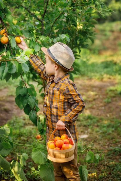 cute little boy picking apricots in basket in garden - Photo, Image