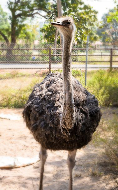 gray ostrich - Фото, зображення