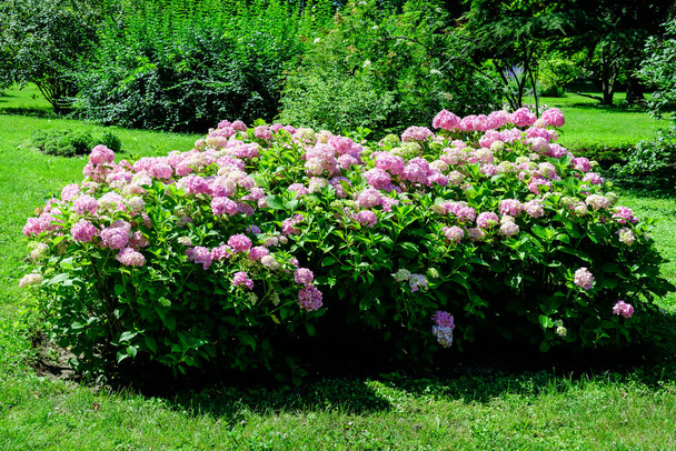 Magenta pink hydrangea macrophylla or hortensia shrub in full bloom in a flower pot, with fresh green leaves in the background, in a garden in a sunny summer day - Photo, Image