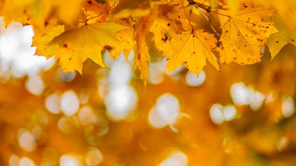 Golden autumn leaves, close up. Autumnal foliage background - Photo, image