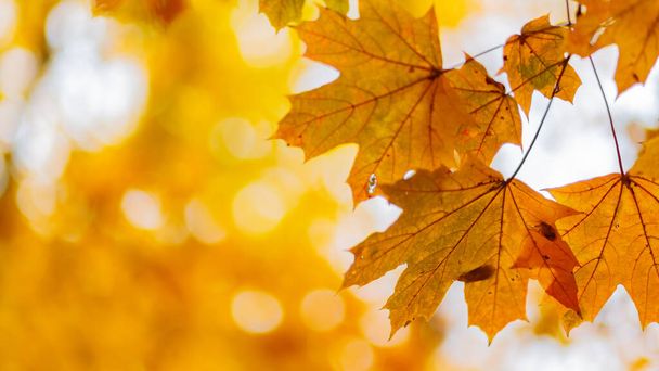 Golden autumn leaves, close up. Autumnal foliage background - Foto, afbeelding