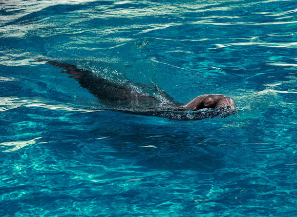 León marino nadando en agua azul
 - Foto, Imagen