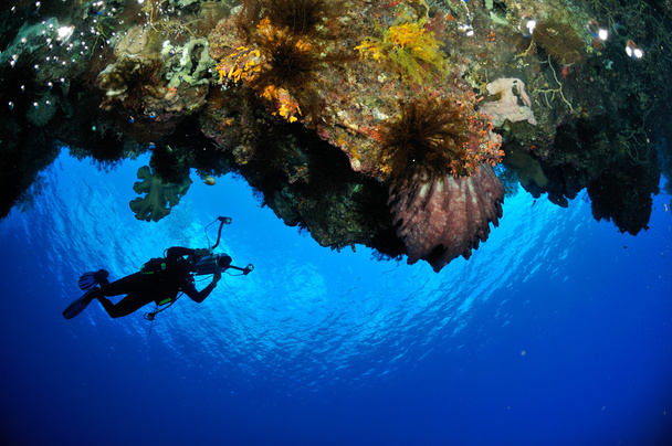 Дайвер, барель Губка Xestospongia SP. підводні фото Банда, Індонезія - Фото, зображення