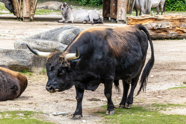 El bovino de Heck, Bos primigenius taurus, afirmó parecerse a los auroquios extintos. Ganado doméstico de montaña visto en un parque alemán - Foto, Imagen