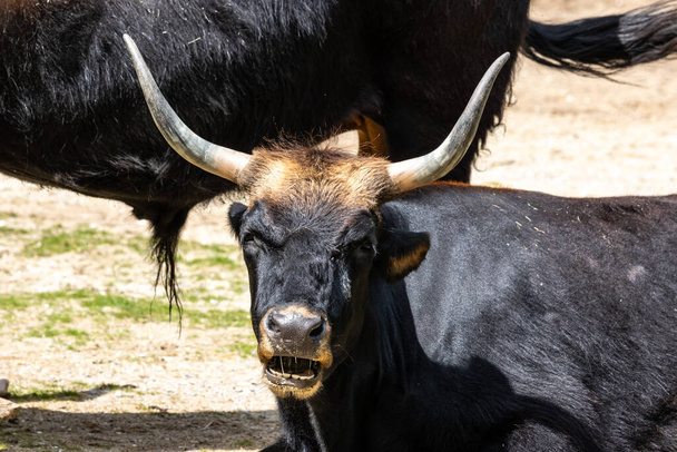 Heck-Rinder, Bos primigenius taurus, behaupteten, den ausgestorbenen Auerochsen zu ähneln. Heimische Hochlandrinder in einem deutschen Park gesehen - Foto, Bild