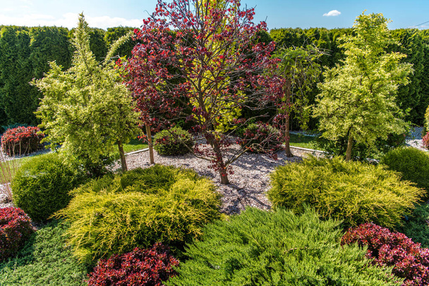 Aerial View of Beautifully Landscaped Garden with Variety of Plants. Large Red Maple Tree in the Middle Surrounded by Thujas, Hornbeam Trees and All Kinds of Shrubs and Bushes. Landscaping Theme. - Foto, Bild