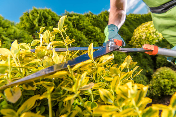 Closeup of Hedge Shears with Straight Steel Blades Being Used by Gardener to Trim the Bush. Professional Gardening Tools. Garden Landscaping Theme. - Foto, Bild