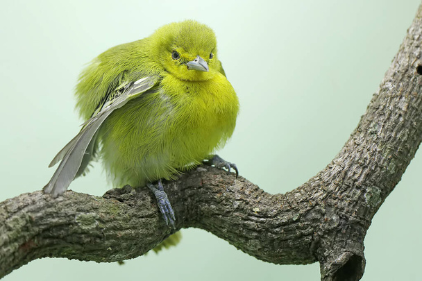 Μια κοινή ιόρα είναι σκαρφαλωμένη σε ένα ξερό κλαδί δέντρου. Αυτό το φωτεινό κίτρινο πουλί έχει το επιστημονικό όνομα Αιγιθίνα Τίφια.. - Φωτογραφία, εικόνα