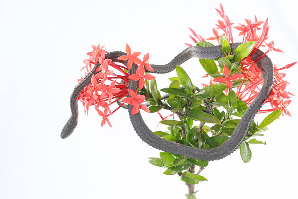 A dragon snake is looking for prey on a branch of a flowering tree Ixora sp. This reptile has the scientific name Xenodermus javanicus. - 写真・画像