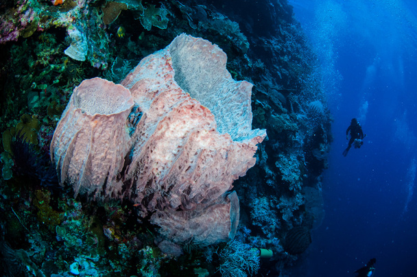 Дайверы, гигантская губка бочка в Банде, Индонезия подводное фото
 - Фото, изображение