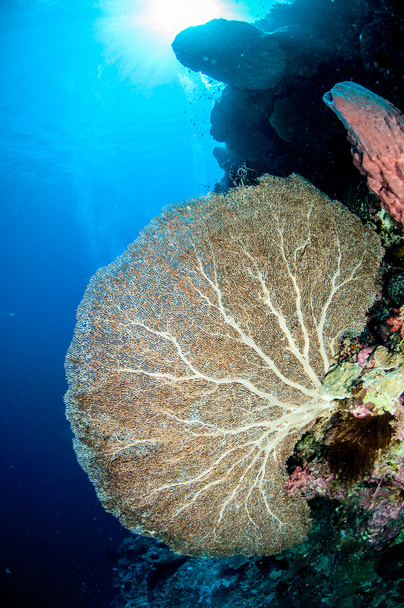 Zee fan Annella mollis in Banda, Indonesië onderwater foto - Foto, afbeelding