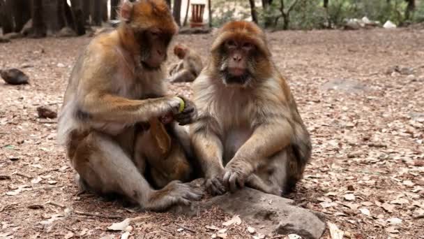 Barbary macaque monkeys in the cedar forest in Azrou, Morocco. 4k animal portrait.   - Metraje, vídeo