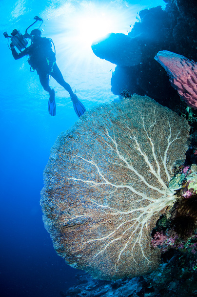 Potápěč a moře fanoušků Annella mollis v podvodní fotografii Banda, Indonésie - Fotografie, Obrázek