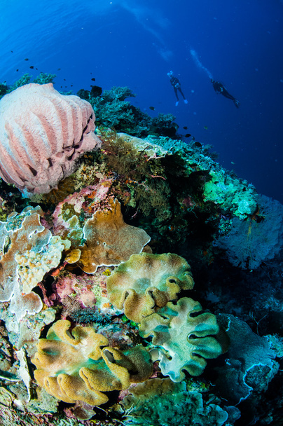 Δύτες, γίγαντας βαρέλι σφουγγάρι, μανιτάρι δέρμα κοραλλιών στην υποβρύχια φωτογραφία μπάντα, ΙΝΔΟΝΗΣΙΑ - Φωτογραφία, εικόνα