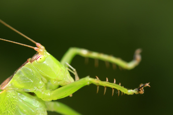 katydids perileri - Fotoğraf, Görsel