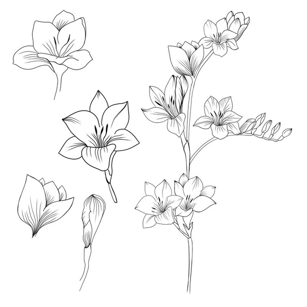 Big set Flowers Periwinkle. Hand drawing. Outline. On a white background. Beautiful sketch of a tattoo - a delicate twig with flowers. botany design element - Foto, Imagen