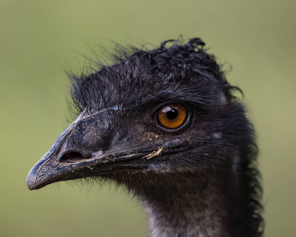 A portrait of an emu's head at the zoo - Zdjęcie, obraz