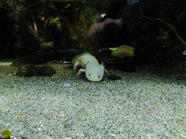 Ambystoma mexicanum (axolotl) portrait underwater. Adorable axolotl is exotic aquarium pet  - Fotografie, Obrázek