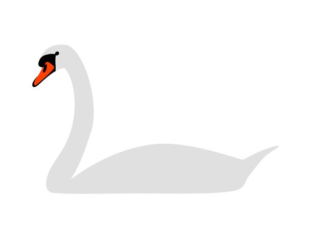 White swan - Photo, Image