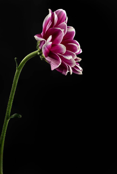 A vertical shot of a beautiful purple and white dahlia flower with a black isolated background - Foto, imagen