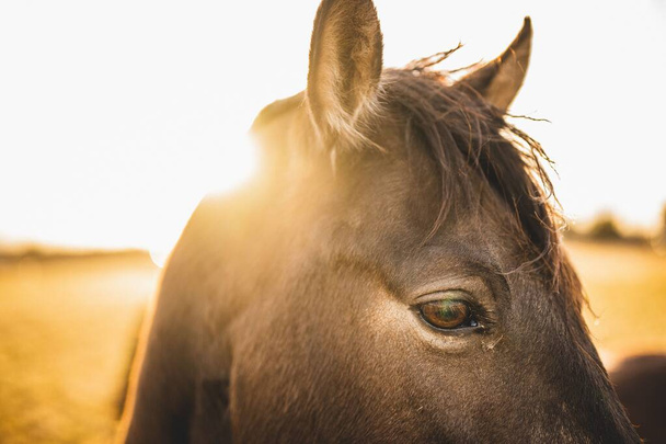 A breathtaking close-up of a horse against sunrise background - Foto, Imagen