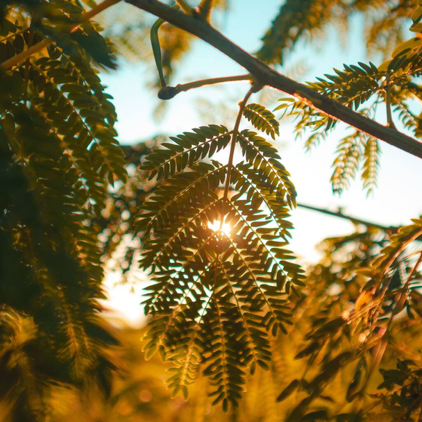 A closeup shot of fern leaves texture before sunset - Fotografie, Obrázek