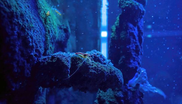 Banded coral shrimp underwater species hiding behind the rock aka Stenopus hispidus and banded cleaner shrimp - 写真・画像