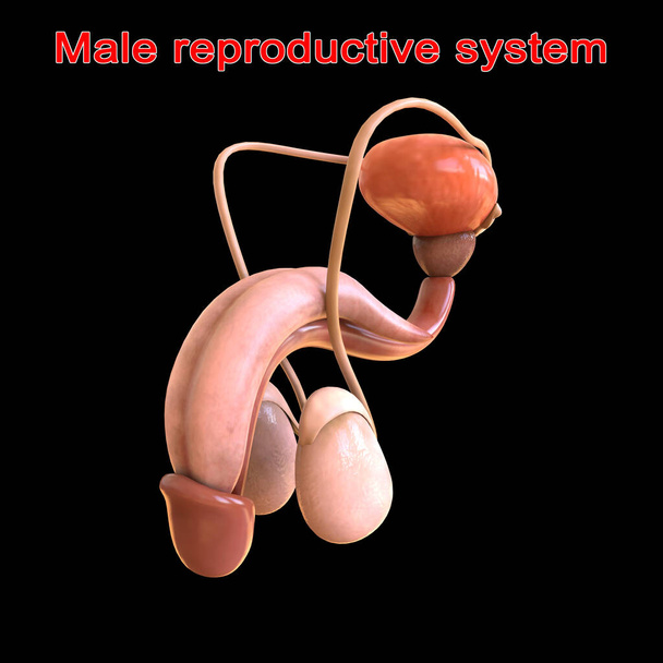 Male Reproductive System Anatomy For Medical Concept 3D Illustration - Photo, Image