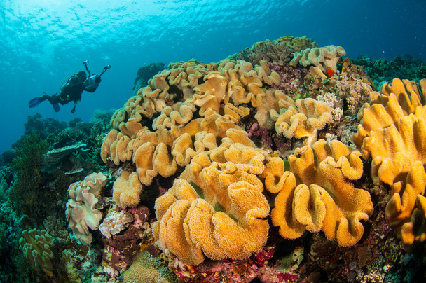 Taucher, Pilzlederkoralle in Banda, Indonesien Unterwasserfoto - Foto, Bild
