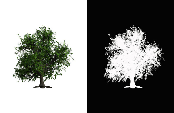 Illustration of a deciduous tree on white background with alpha mask. 3d rendering illustration. - Zdjęcie, obraz