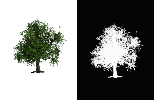 Illustration of a deciduous tree on white background with alpha mask. 3d rendering illustration. - Zdjęcie, obraz
