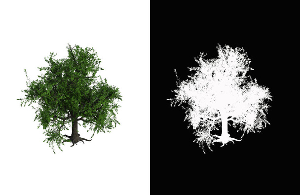 Ілюстрація листяного дерева на білому тлі з альфа-маскою. 3d ілюстрація рендеринга
. - Фото, зображення
