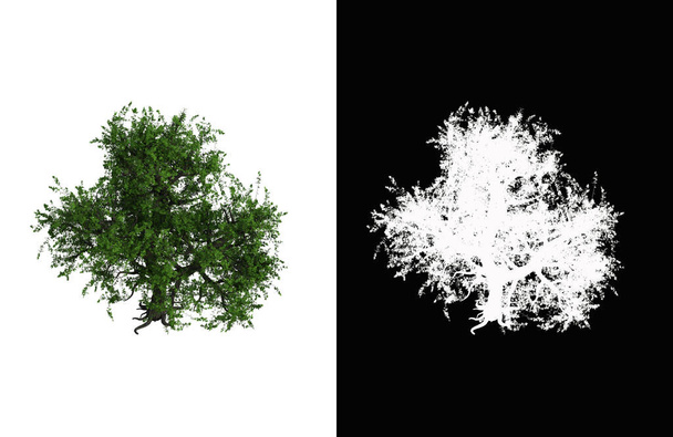 Illustration of a deciduous tree on white background with alpha mask. 3d rendering illustration. - Valokuva, kuva