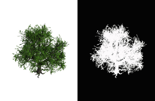 Illustration of a deciduous tree on white background with alpha mask. 3d rendering illustration. - Fotó, kép