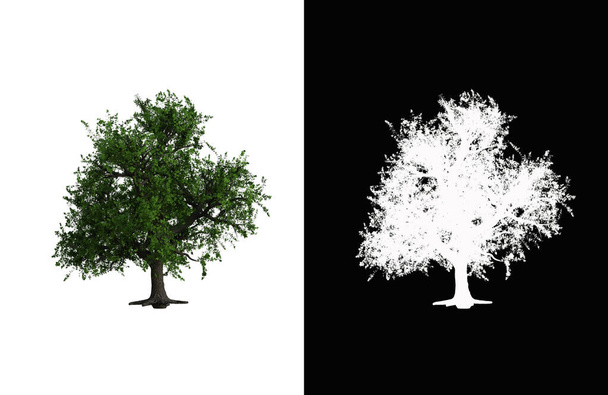 Illustration of a deciduous tree on white background with alpha mask. 3d rendering illustration. - Photo, image