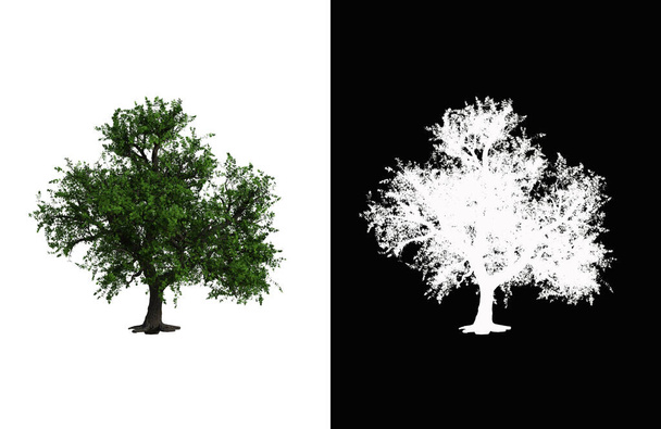 Illustration of a deciduous tree on white background with alpha mask. 3d rendering illustration. - Foto, imagen