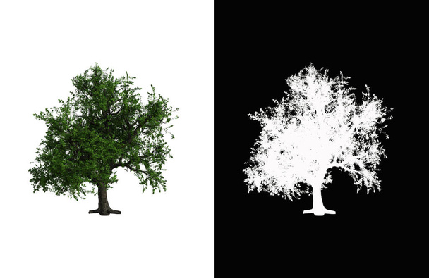 Иллюстрация лиственного дерева на белом фоне с альфа-маской. Трехмерная иллюстрация. - Фото, изображение