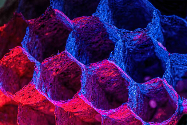 A closeup shot of a hexagonal comb in a bee nest in red and blue colors - Fotó, kép
