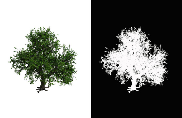 Illustration of a deciduous tree on white background with alpha mask. 3d rendering illustration. - Fotoğraf, Görsel