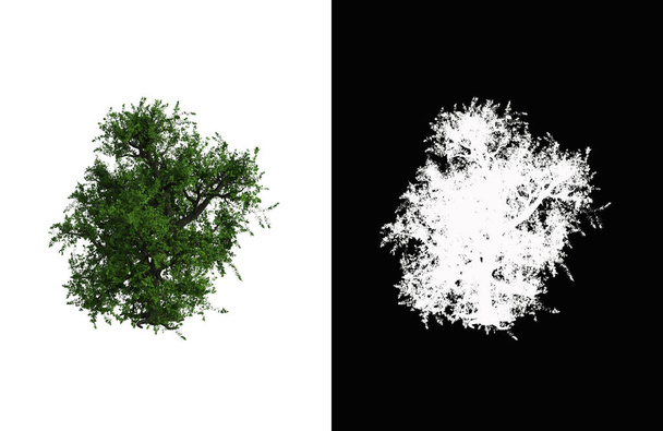 Illustration of a deciduous tree on white background with alpha mask. 3d rendering illustration. - Fotografie, Obrázek