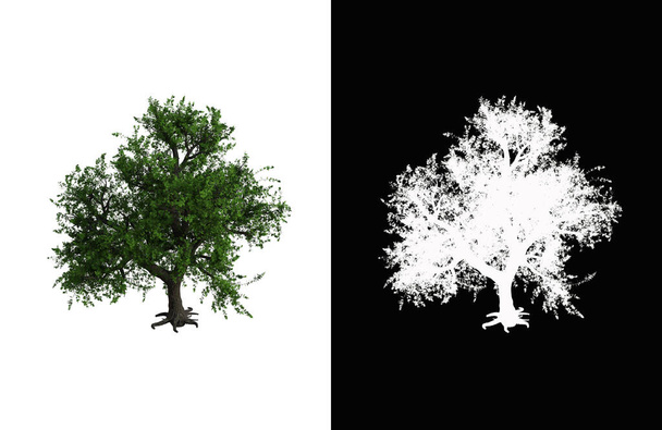 Illustration of a deciduous tree on white background with alpha mask. 3d rendering illustration. - Foto, Imagem