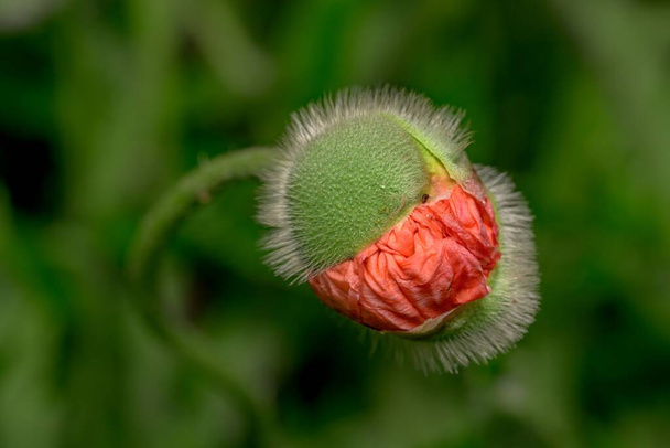 Un primer plano de un brote de flor verde borroso con pétalos rojos saliendo - Foto, imagen