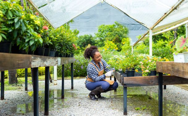 African American gardener is deadheading her flower plant at nursery garden center for native and exotic plant grower - Фото, изображение