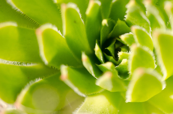 Detail of the plant Aeonium simsii. The Nublo Rural Park. Tejeda. Gran Canaria. Canary Islands. Spain. - Valokuva, kuva