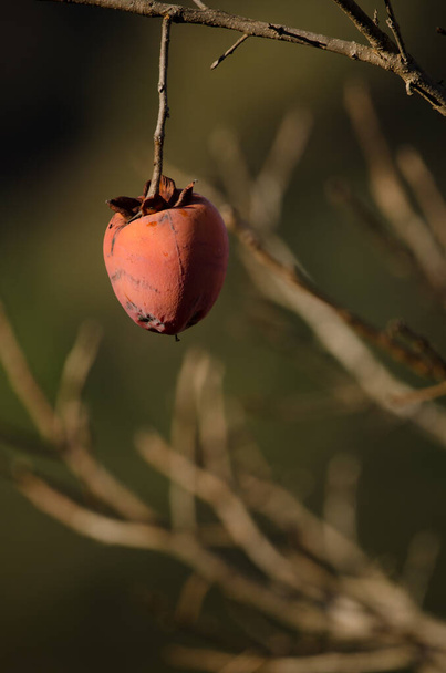 Persimmon hanging from a branch. Cueva Grande. San Mateo. Gran Canaria. Canary Islands. Spain. - Photo, Image