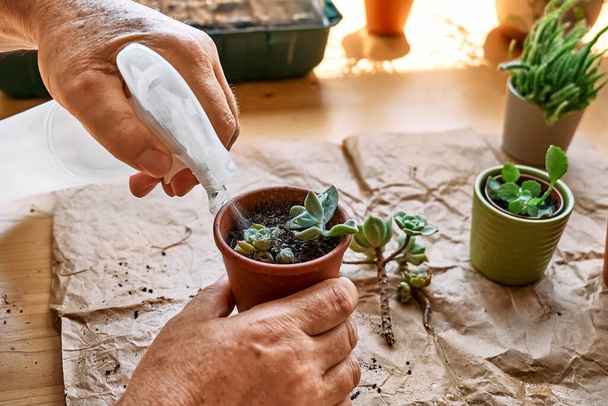 Mature man taking care of home flowers, planting green succulent in pot on the table and sprinkling  water on the plants. Home gardening. - Foto, imagen