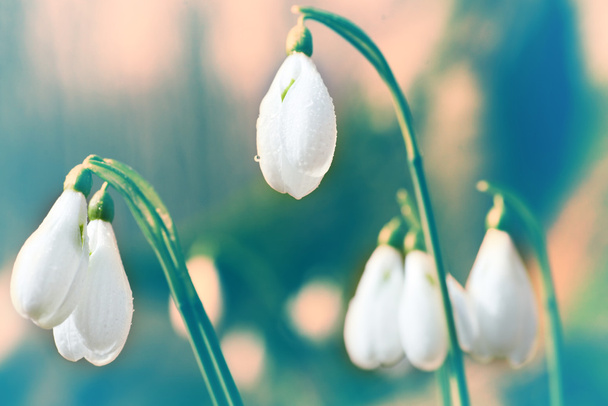 Frühling Schneeglöckchen Blumen - Foto, Bild