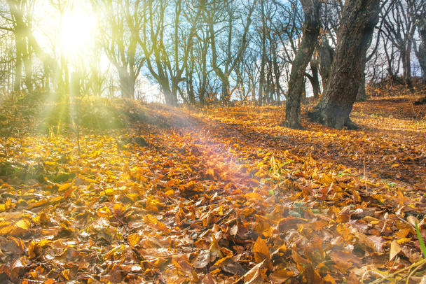 mañana en el bosque de otoño - Foto, imagen