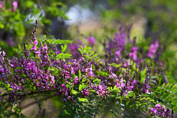 Pink purple flowers and buds of Australian native Indigo, Indigofera australis, family Fabaceae. Widespread in woodland and open forest in New South Wales, Queensland, Victoria, SA, WA and Tasmania. - Photo, Image